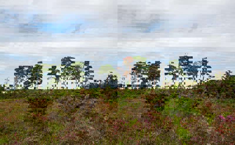 New Forest trees